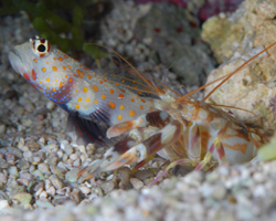gobi et crevette